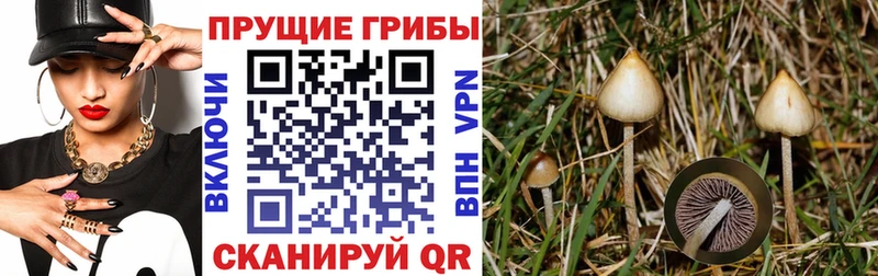 ОМГ ОМГ ONION  Таруса  Галлюциногенные грибы Psilocybine cubensis 